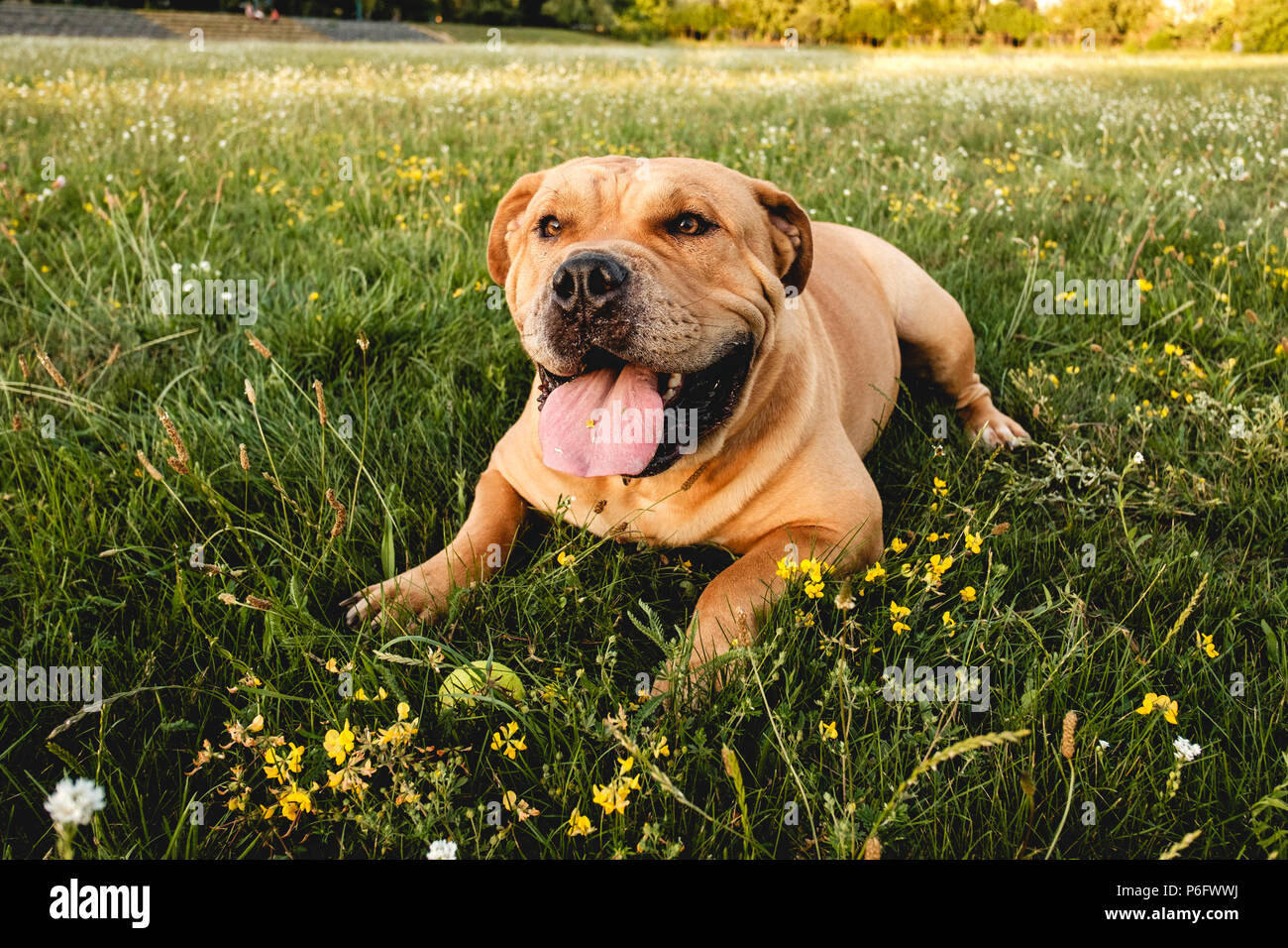 Brown cane cane corso si trova in un campo in erba verde Foto Stock