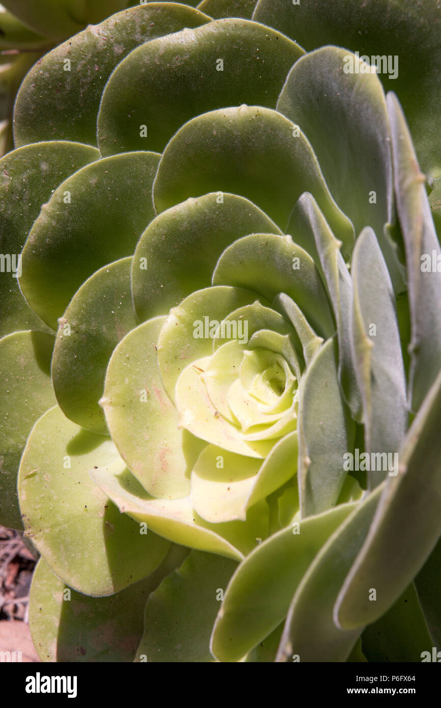 Giardino botanico, Aeonium canariensis, Spagna Europa Foto Stock