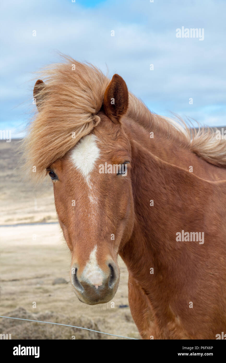 Verticale, close-up di immagine bella di rame-marrone cavallo islandese che ha orientato verso la telecamera. Vento-spazzato principali mostra un forte vento! Foto Stock
