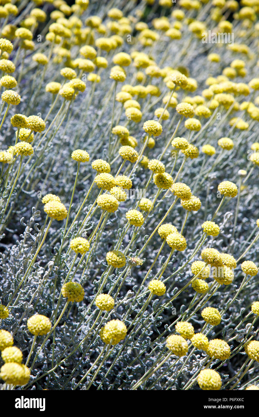 La camomilla, Mediterraneo giardino botanico, santolina chamaecyparissus, mountain Chamomille, Soller, Mallorca, Spagna Europa Foto Stock
