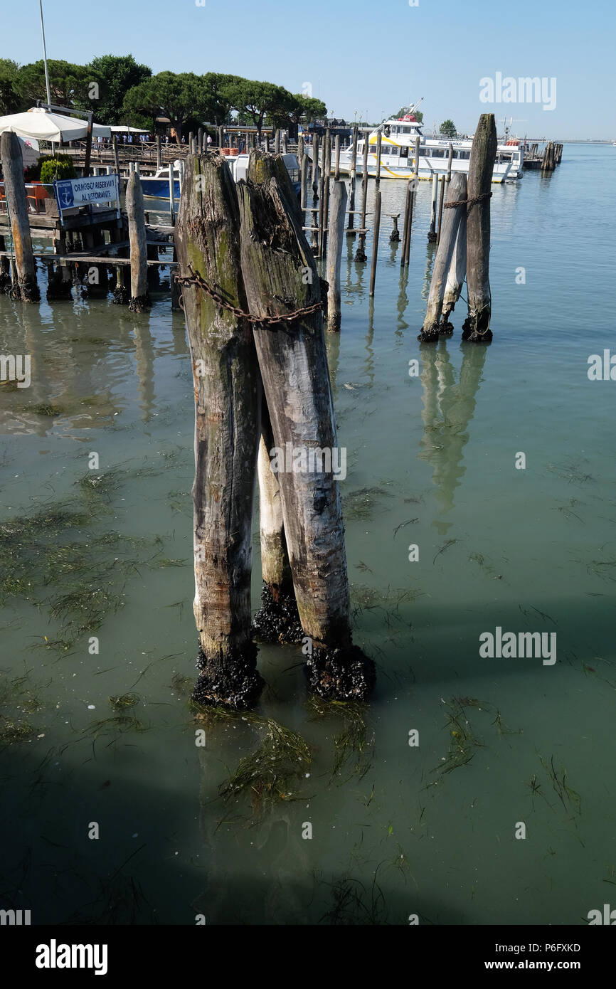 In legno pali di ormeggio in mare in modo da Lido di Jesolo a Venezia, Italia. Foto Stock