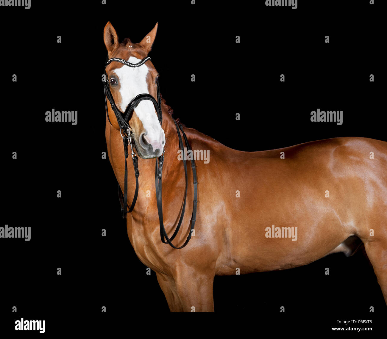 Un marrone di equitazione in studio di fronte a sfondo nero Foto Stock