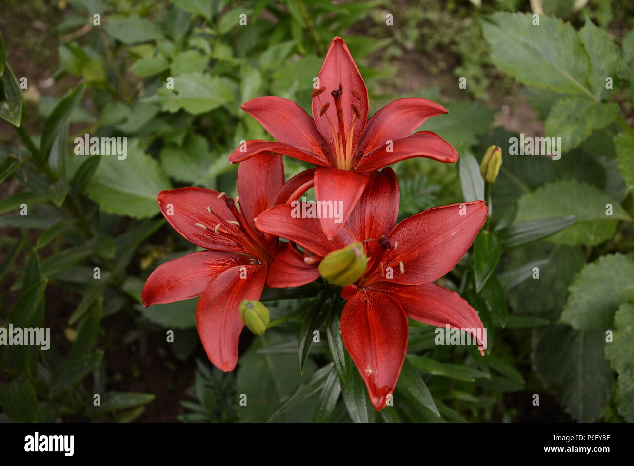 Il giglio di notevole colore rosso nel giardino estivo Foto Stock