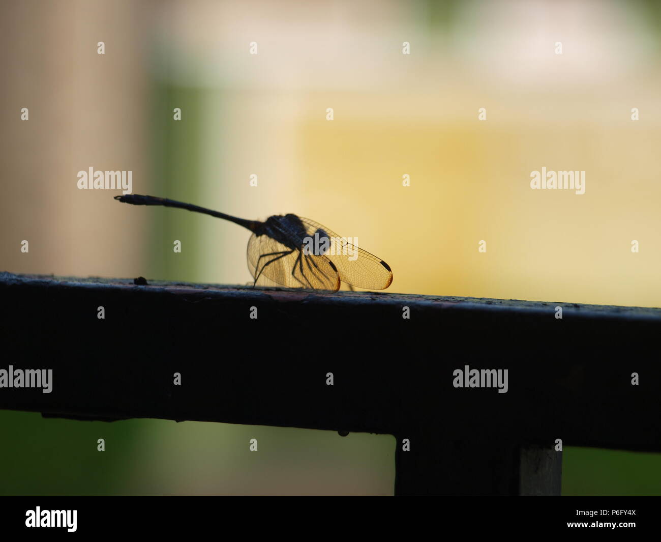 Dragonfly fonti minerali necessari Foto Stock