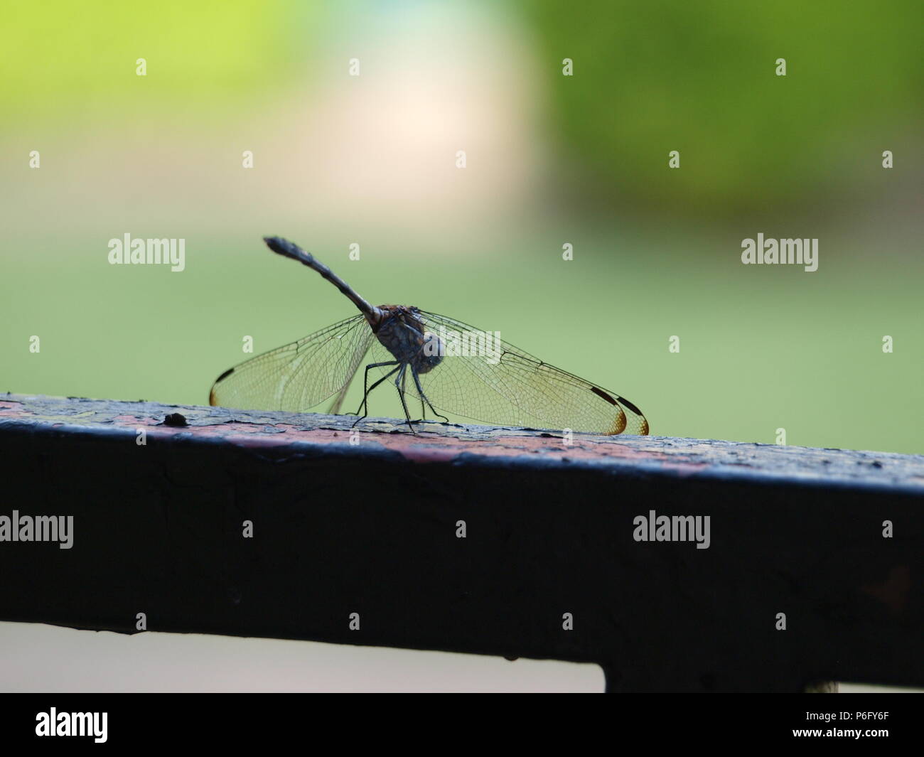 Dragonfly fonti minerali necessari Foto Stock