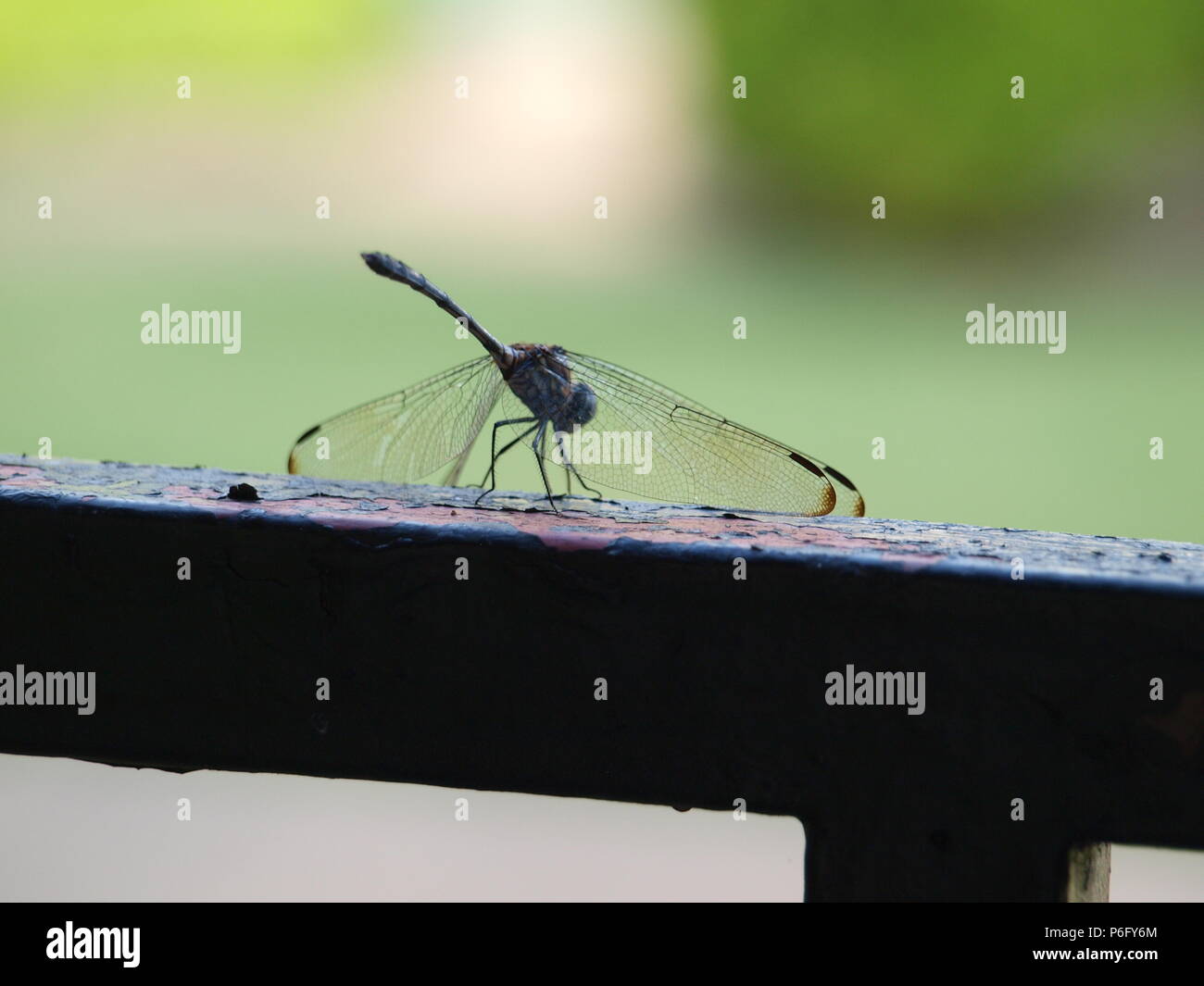 Dragonfly fonti minerali necessari Foto Stock
