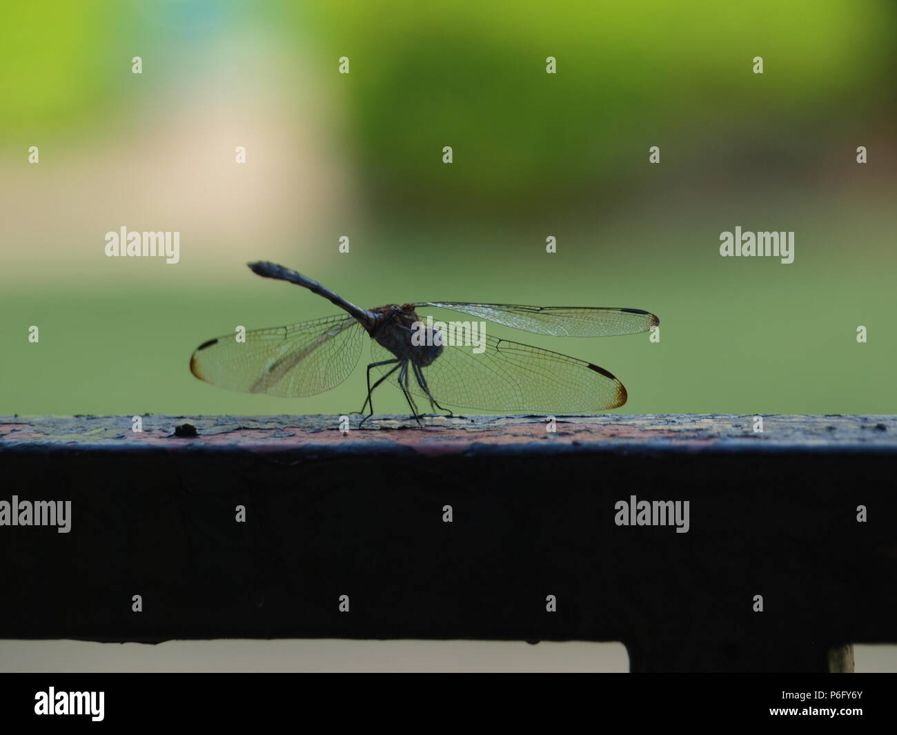 Dragonfly fonti minerali necessari Foto Stock