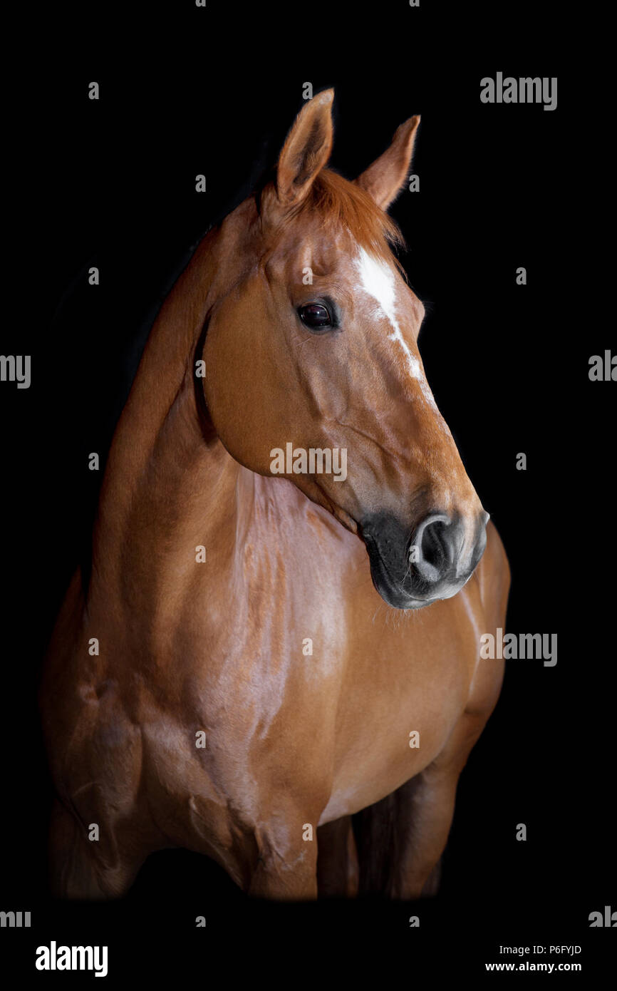 Un marrone di equitazione in studio di fronte a sfondo nero Foto Stock