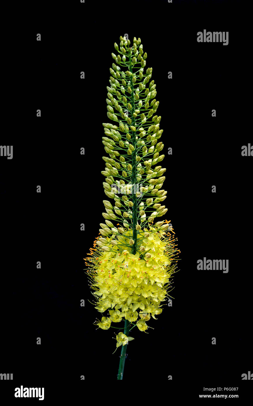 Eremurus Stenophyllus, Asphodelaceae. Giglio di coda di volpe Foto Stock
