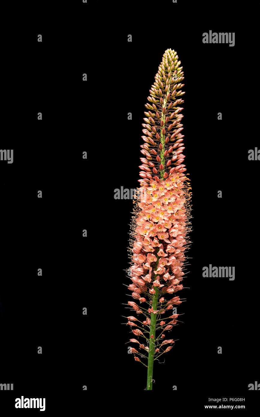 Eremurus Stenophyllus romanticismo, Asphodelaceae, giglio di coda di volpe. Foto Stock
