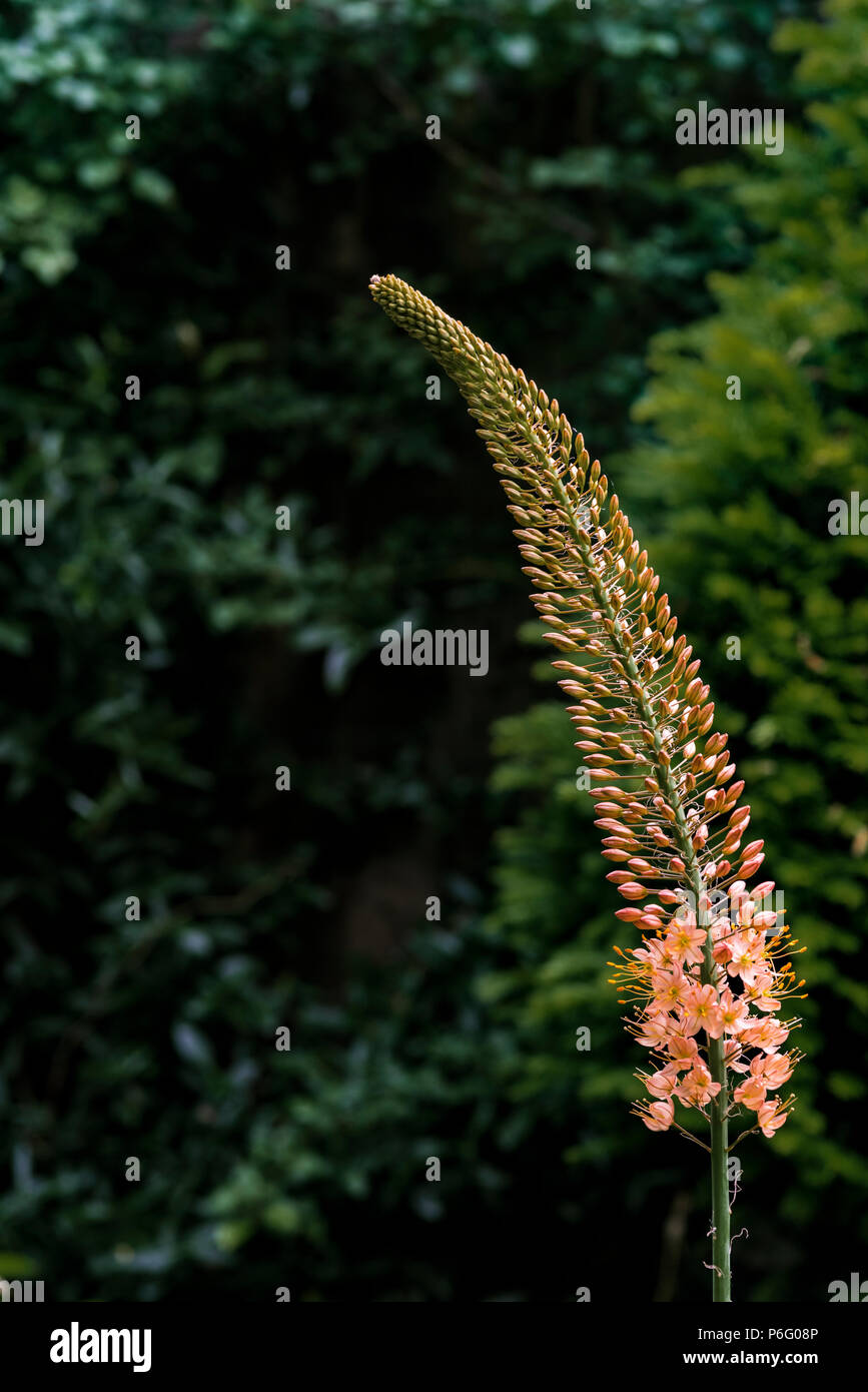 Eremurus Stenophyllus romanticismo, Asphodelaceae, giglio di coda di volpe. Foto Stock