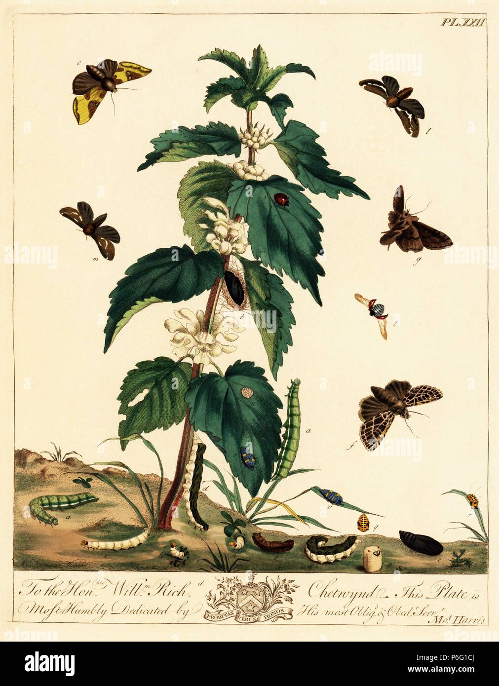 Ottone brunito tarma Diachrysia chrysitis, dark gotico, Naenia typica, arancione swift, Triodia sylvina, e sette spotted coccinella, Coccinella septempunctata, su un ortica pianta, Urtica dioica. Litografia Handcolored dopo una illustrazione da Mosè Harris da "l'aureliane; una storia naturale di inglese falene e farfalle", nuova edizione a cura di J. O. Westwood, pubblicato da Henry Bohn, Londra, 1840. Foto Stock