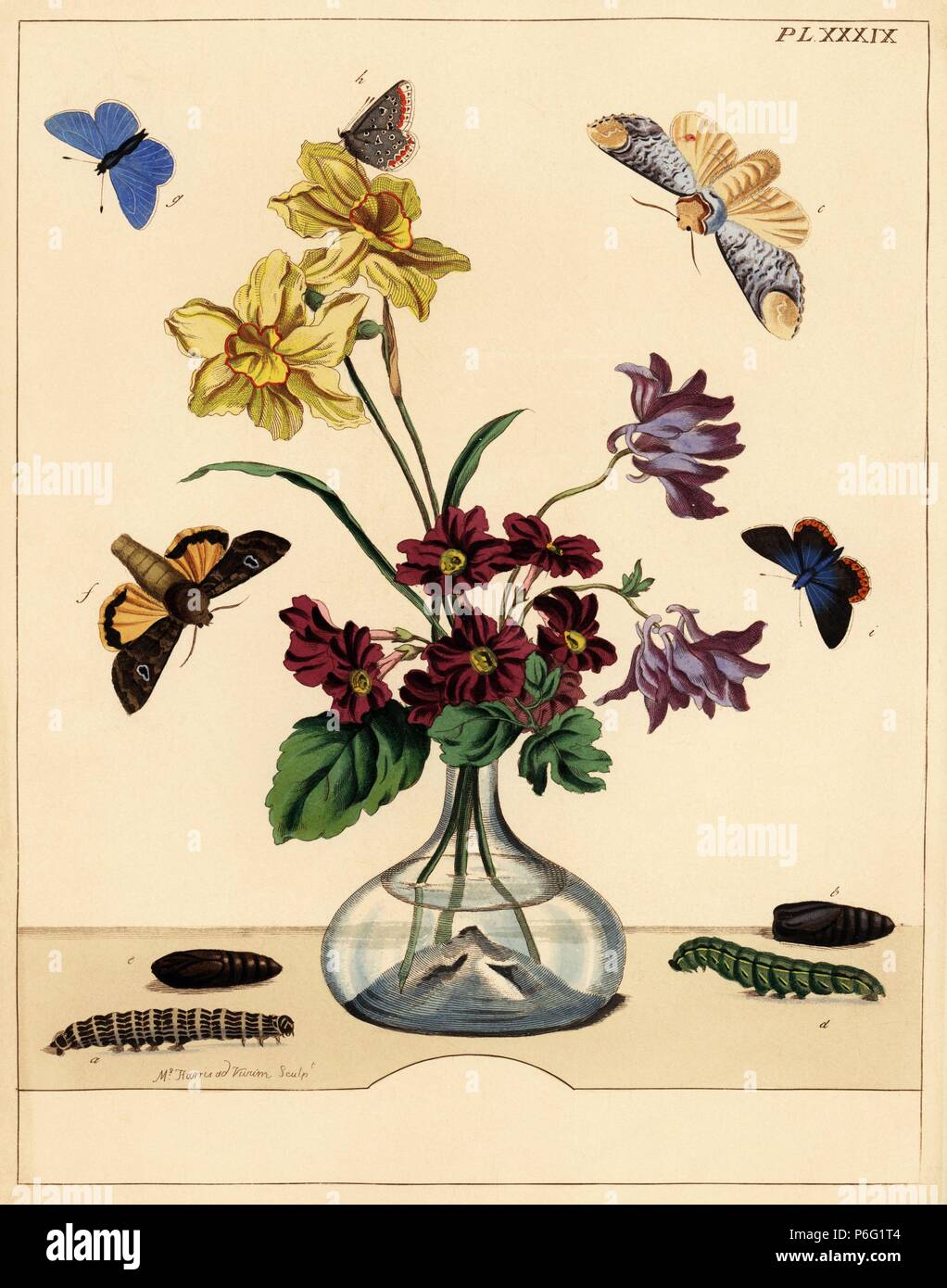 Buff suggerimento tarma Phalera bucephala, grande giallo underwing, Noctua pronuba, comune blue butterfly, Polyommatus icarus, su un vaso di fiori. Litografia Handcolored dopo una illustrazione da Mosè Harris da "l'aureliane; una storia naturale di inglese falene e farfalle", nuova edizione a cura di J. O. Westwood, pubblicato da Henry Bohn, Londra, 1840. Foto Stock