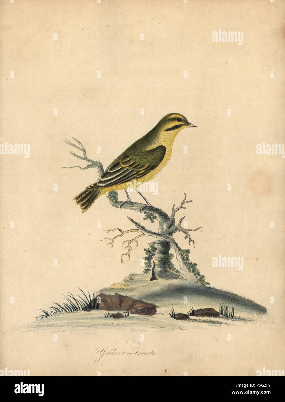 Giallo fringuello Fringilla butyracea. Estinto? Handcolored incisione su rame di una illustrazione di William Hayes dai ritratti di rari e curiosi uccelli dal Menagery di Osterly Park, Londra, Bulmer, 1794. Foto Stock