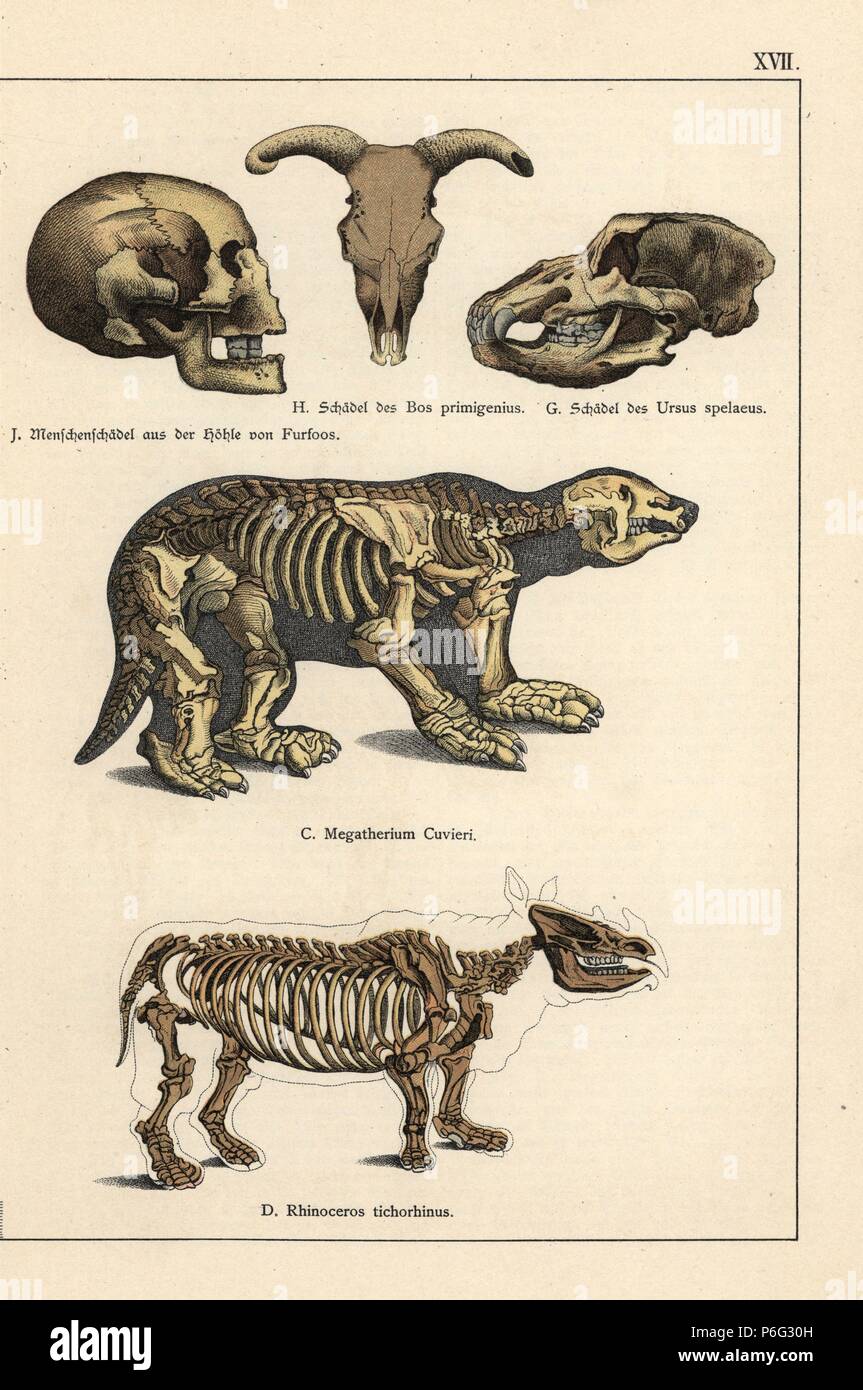 Teschi fossili e scheletri: l uomo dalla grotta Furfoos, auroch Bos primigenius, orso delle caverne Ursus spelaeus, bradipo gigante Megatherium cuvieri e lanosi rinoceronte, Coelodonta antiquitatis (Rhinoceros tichorhinus). Chromolithograph dal dottor P. Rolle 'Geologia e Paleontologia' Sezione in Gotthilf Heinrich von Schubert 'Naturgeschichte,' Schreiber, Monaco, 1886. Foto Stock