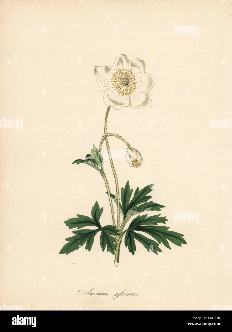 Snowdrop anemone, Anemone sylvestris. Preso da una illustrazione di James Sowerby in William Curtis' 'Botanical Magazine.' Handcolored zincograph da C. Chabot disegnato da Miss M. A. Burnett dal suo "Plantae Utiliores: o illustrazioni di piante utili,' Whittaker, Londra, 1842. Miss Burnett ha richiamato le illustrazioni botaniche, ma il testo è stato principalmente dal suo defunto fratello, botanico britannico Gilbert Thomas Burnett (1800-1835). Foto Stock