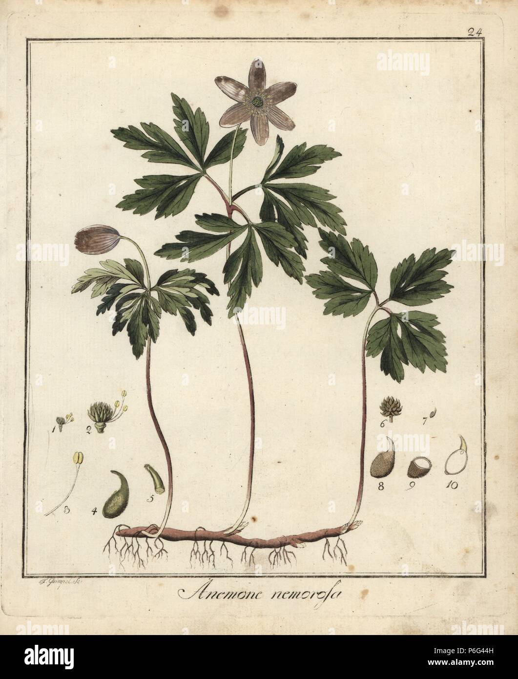 Anemone legno, Anemone nemorosa ,. Handcolored incisione su rame di F. Guimpel dal Dr. Friedrich Gottlob Hayne Medical botanica, Berlino, 1822. Hayne (1763-1832) era un botanico tedesco, farmacista e Professore di botanica farmaceutica presso l'Università di Berlino. Foto Stock