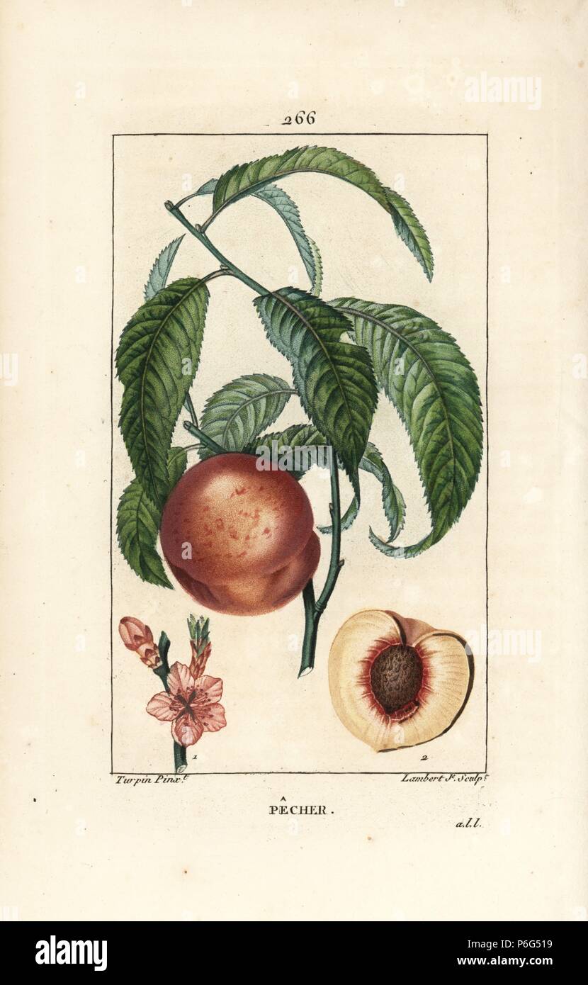 Pesco Amygdalus Persica Con Fiori Foglie Fusto Frutti
