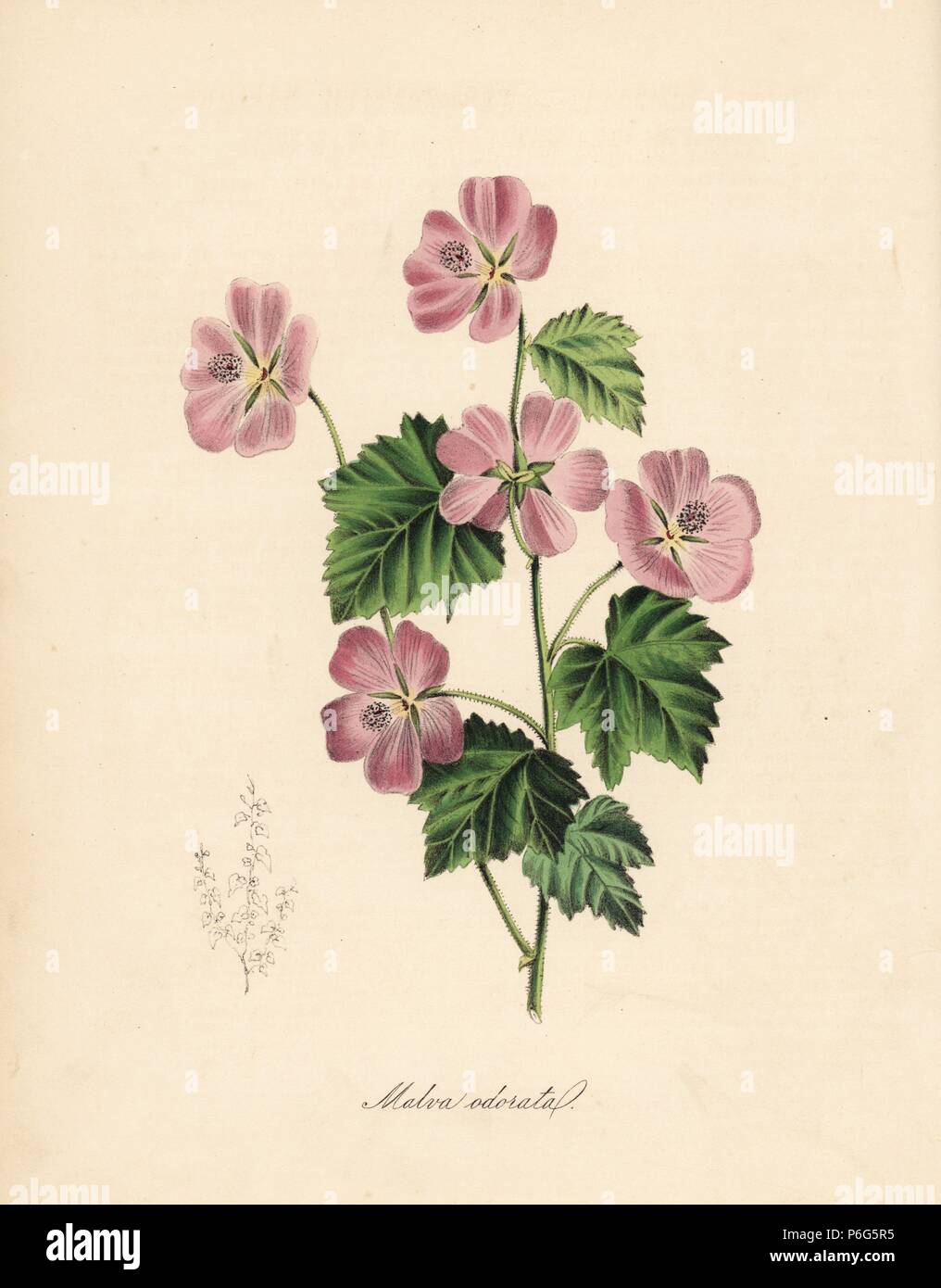 Rosa malva, Anisodontea scabrosa (dolce e profumata di malva, Malva odorata). Zincograph Handcolored da C. Chabot disegnato da Miss M. A. Burnett dal suo "Plantae Utiliores: o illustrazioni di piante utili,' Whittaker, Londra, 1842. Miss Burnett ha richiamato le illustrazioni botaniche, ma il testo è stato principalmente dal suo defunto fratello, botanico britannico Gilbert Thomas Burnett (1800-1835). Foto Stock