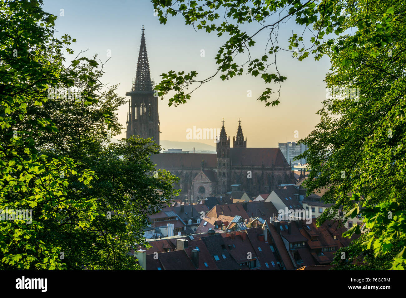 Germania, antica cattedrale di Friburgo in Brisgovia Foto Stock