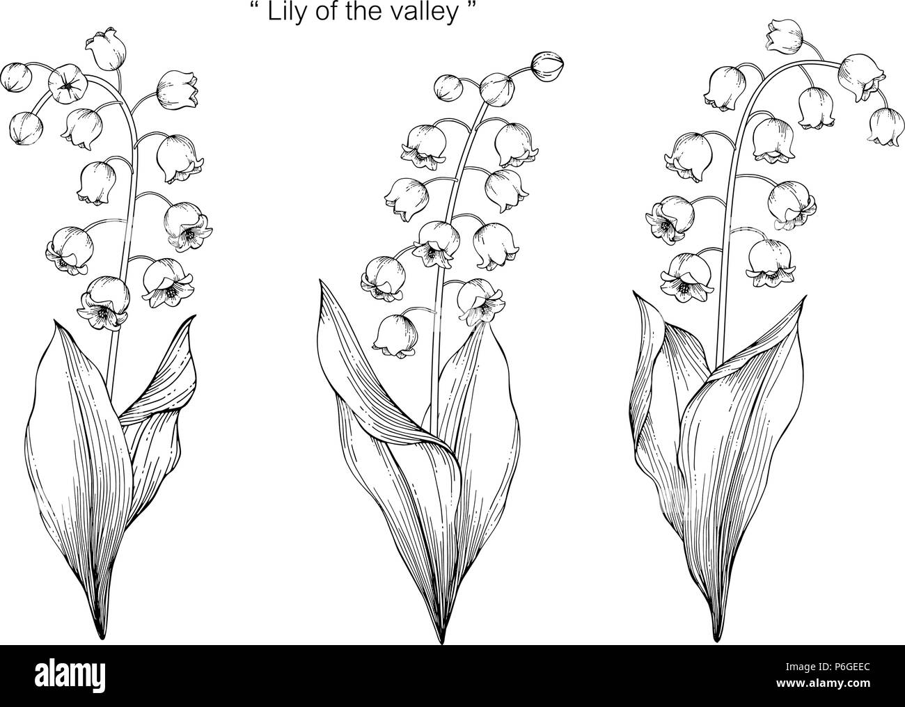 Il Giglio Della Valle Dei Fiori Illustrazione Di Disegno In