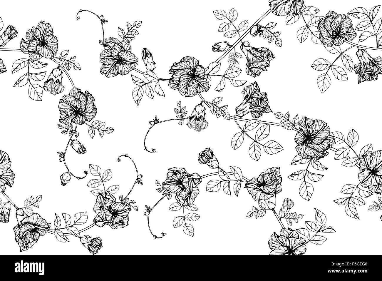 Seamless butterfly pea floreali dello sfondo. In bianco e nero con disegno di linea tecnica illustrazione. Illustrazione Vettoriale