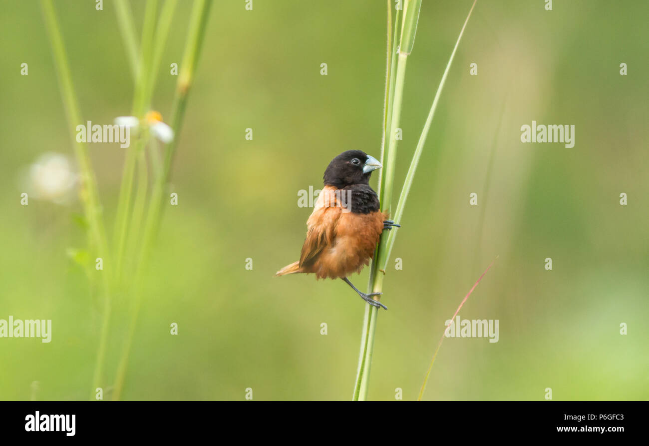 Chestnut munia appollaiate su un gambo di erba tra i prati in Singapore. Foto Stock