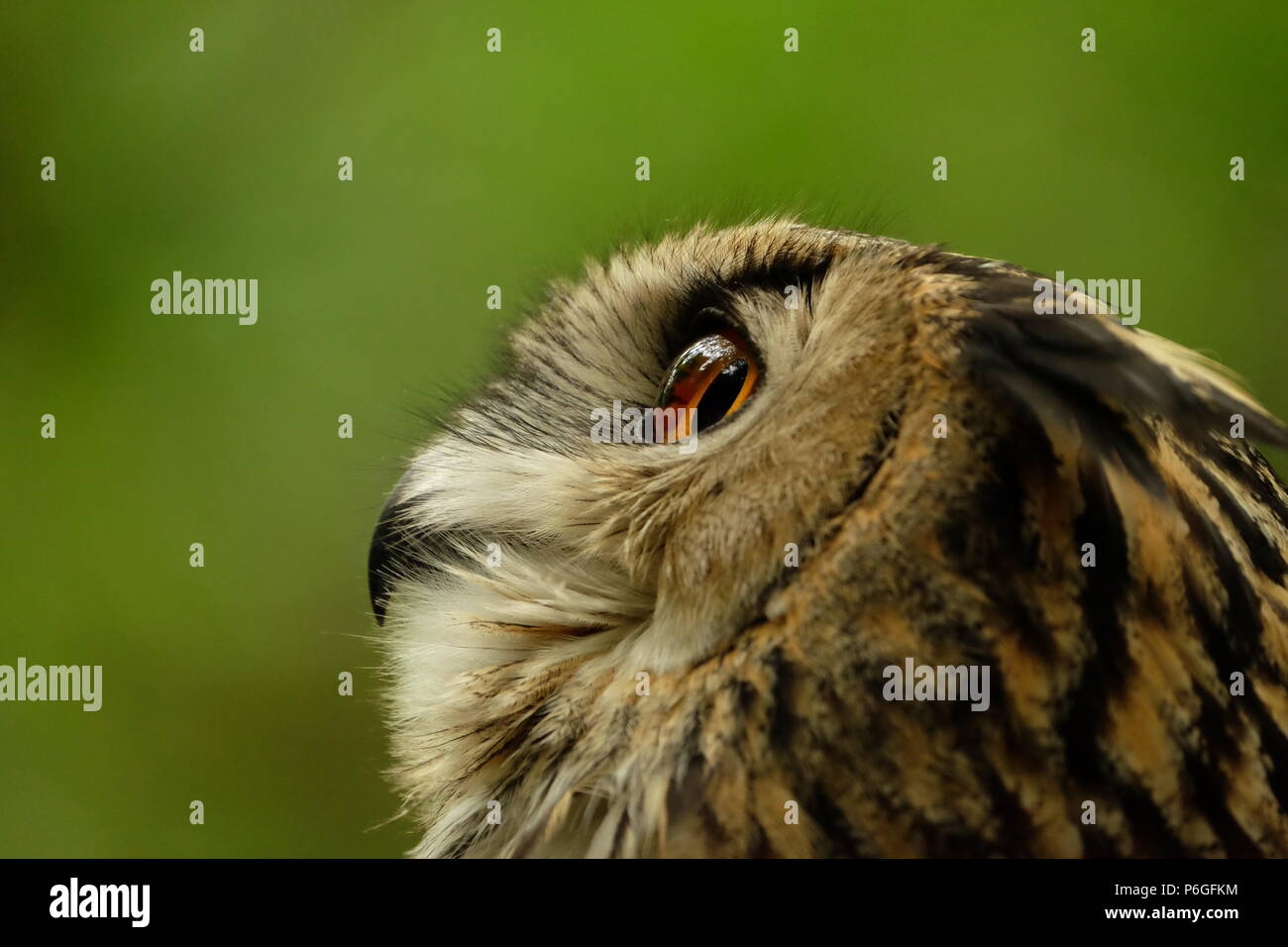 Gufo di Aquila Foto Stock