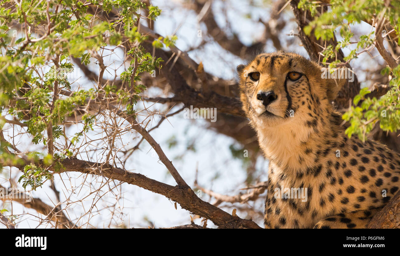 Un minacciata e alert adulto animale ghepardo (Acinonyx jubatus) in un cammello Thorn Acacia rilevamenti topografici della zona intorno ad esso Solitaire Namibia, Africa Foto Stock