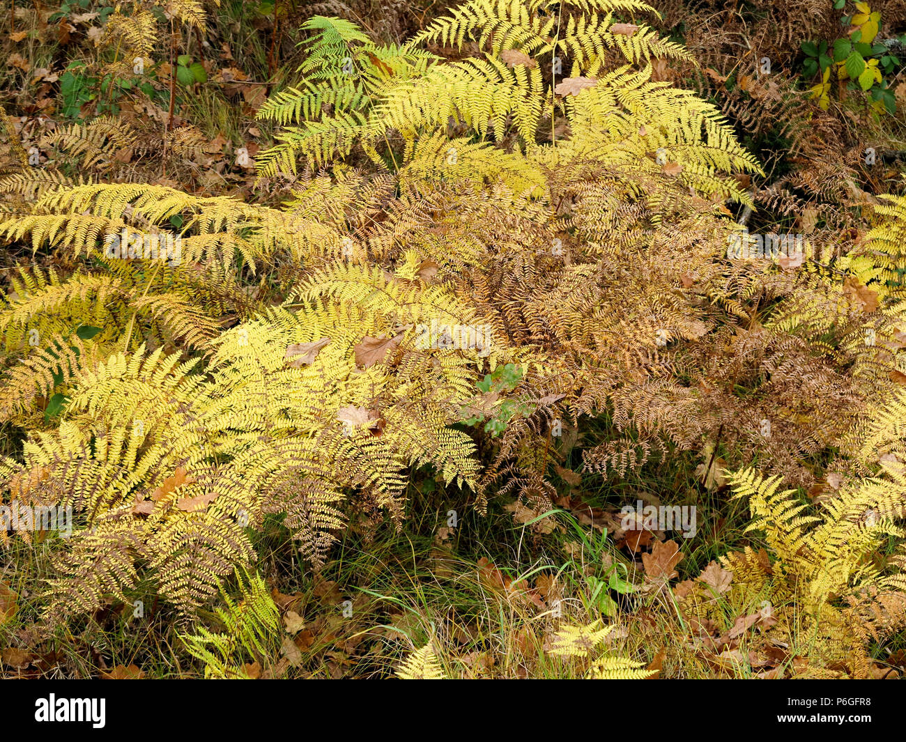 Immagine astratta della felce in foresta di autunno Foto Stock