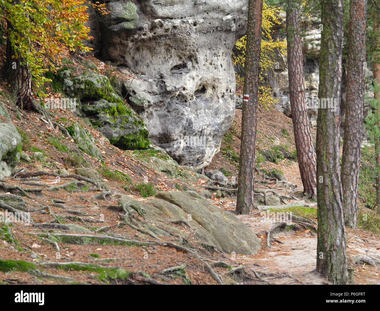 Il sentiero nel bosco in autunno, della Svizzera boema, Repubblica Ceca Foto Stock