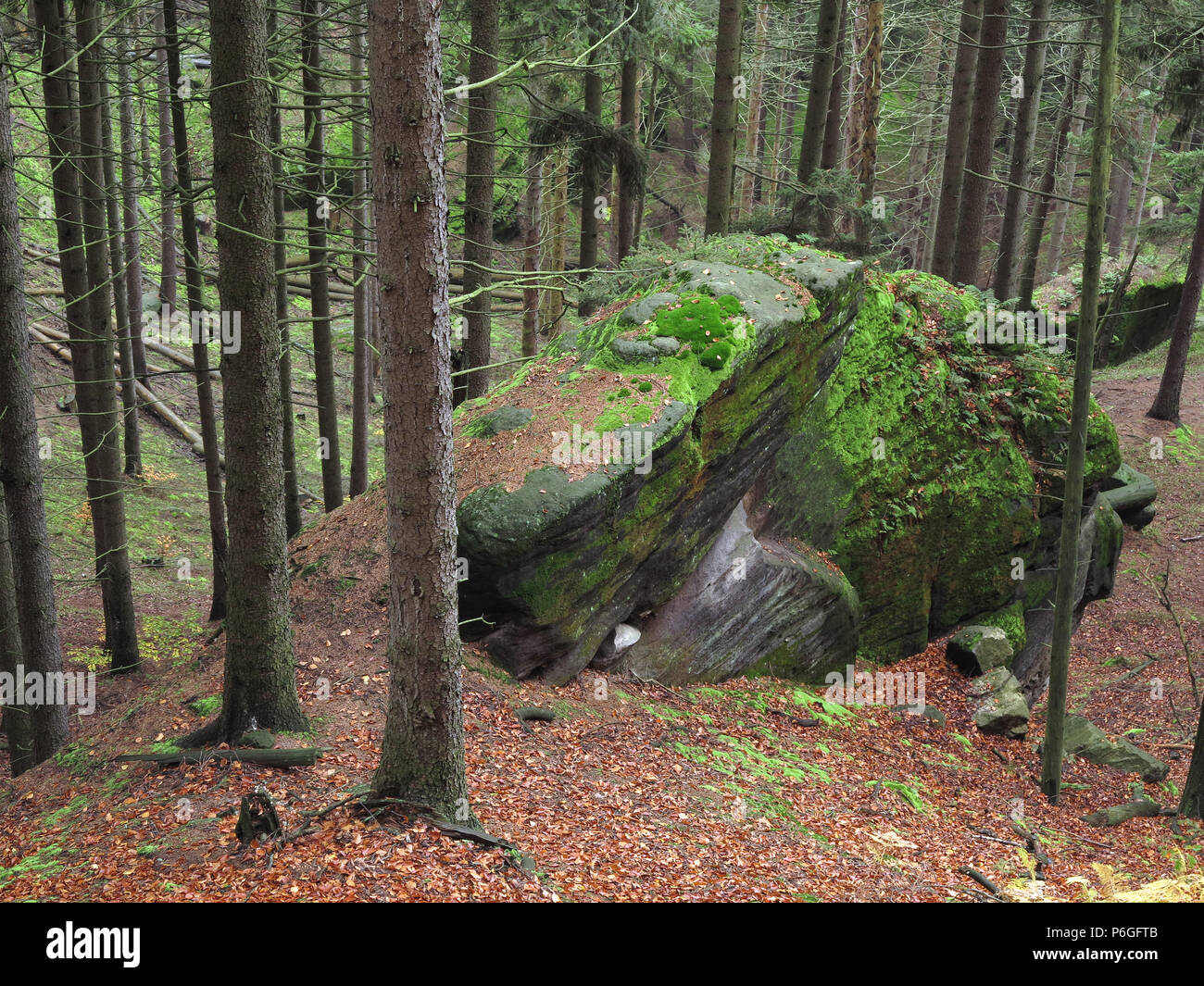 Il sentiero nel bosco in autunno, della Svizzera boema, Repubblica Ceca Foto Stock