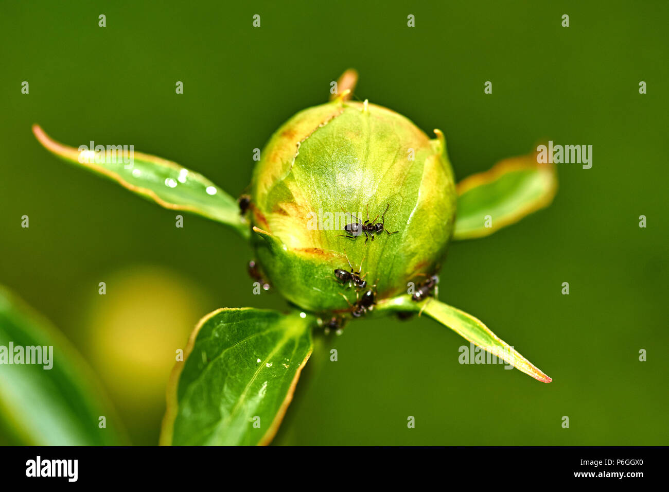 Le gocce di pioggia sono visibili sul bianco peonia bud. Le formiche strisciano sul bud. Marco, la natura, i fiori, la Russia, la regione di Mosca, Shatura Foto Stock