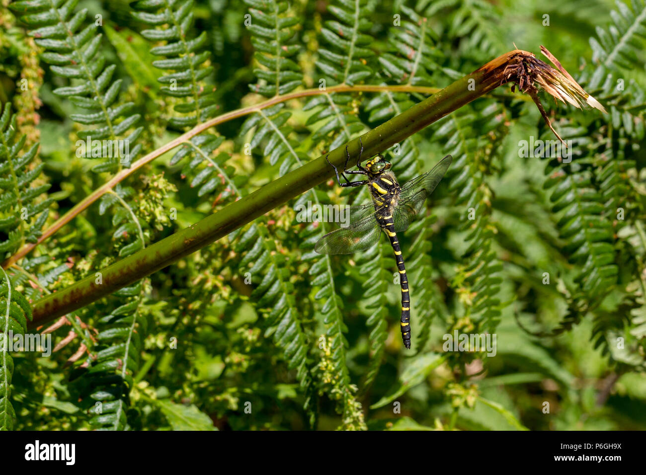 Regno Unito wildlife: Maschio golden-inanellati dragonfly (Cordulegaster boltonii) mimetizzata in bracken Foto Stock