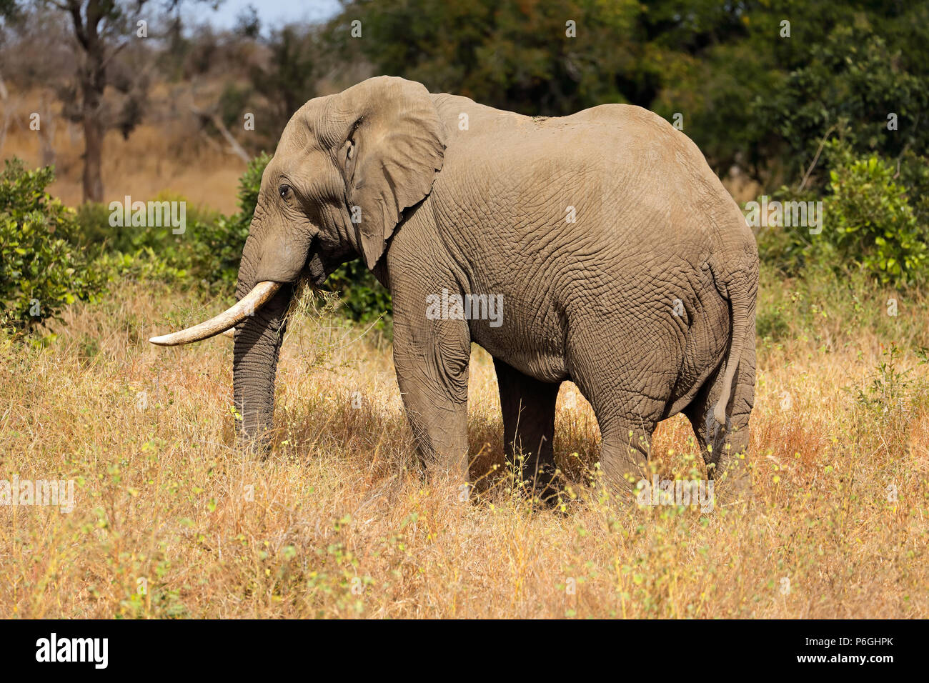 Grande bolla africano Elefante africano (Loxodonta africana), Kruger National Park, Sud Africa Foto Stock