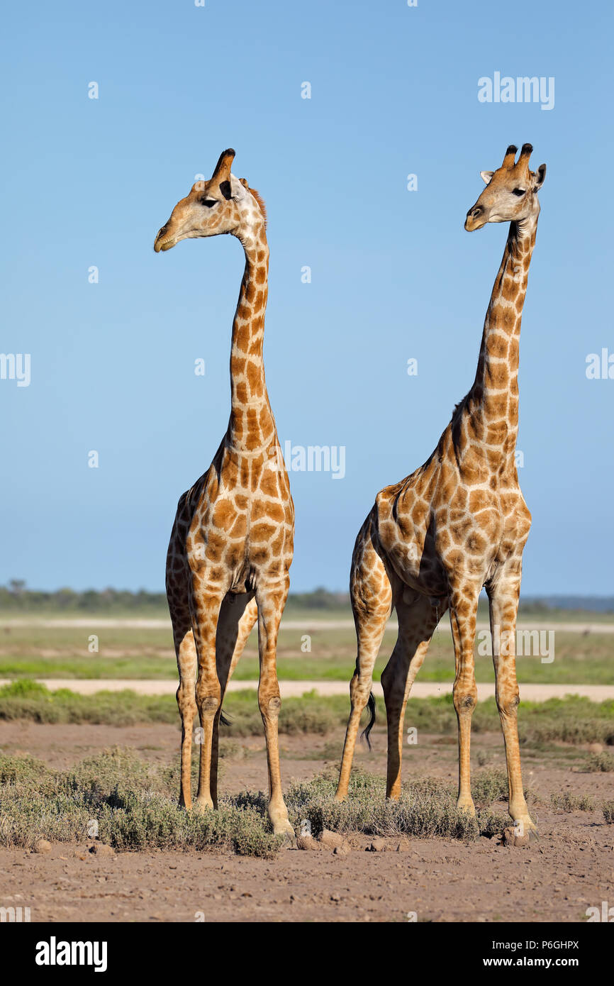 Giraffe (Giraffa camelopardalis) sulle pianure del Parco Nazionale di Etosha, Namibia Foto Stock
