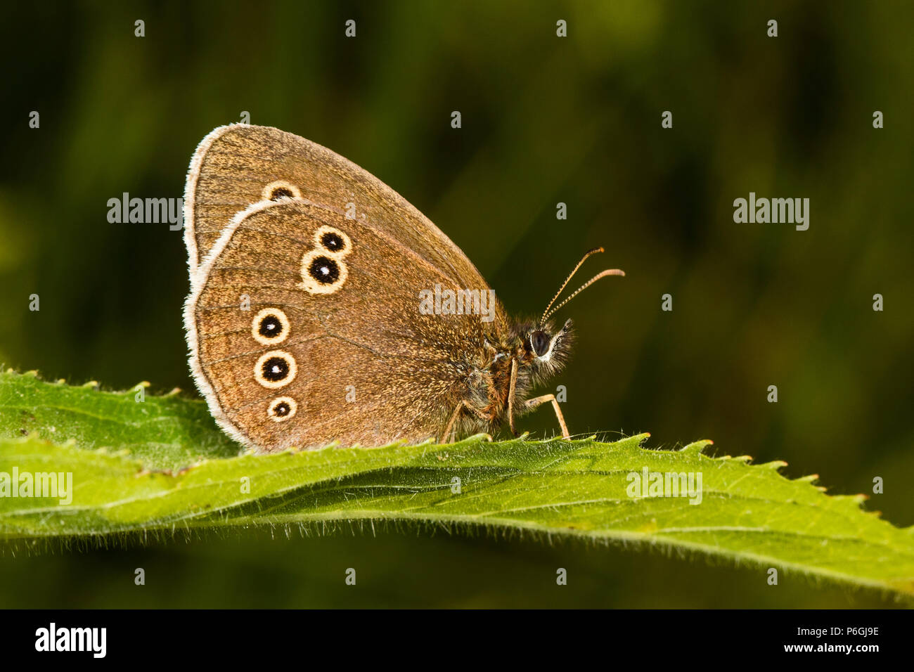 Ringlet butterfly (Aphantopus hyperantus ) in appoggio sulla lamina, Cambridgeshire, Inghilterra Foto Stock