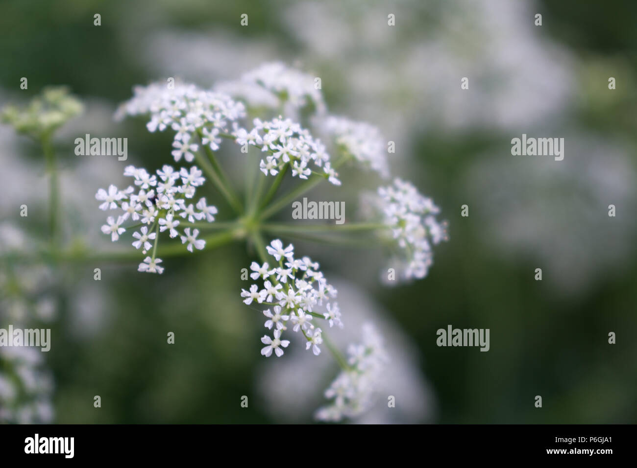 Vacca bianca prezzemolo anthriscus sylvestris fiori su uno sfondo verde Foto Stock