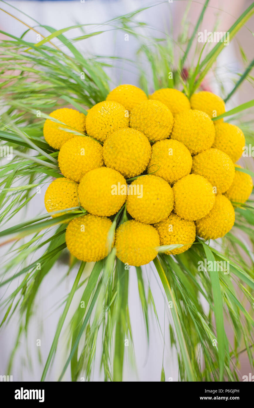 Bel giallo billy sfere o craspedia fiori in sposa mazzetto su sfondo rustico con spazio di copia Foto Stock
