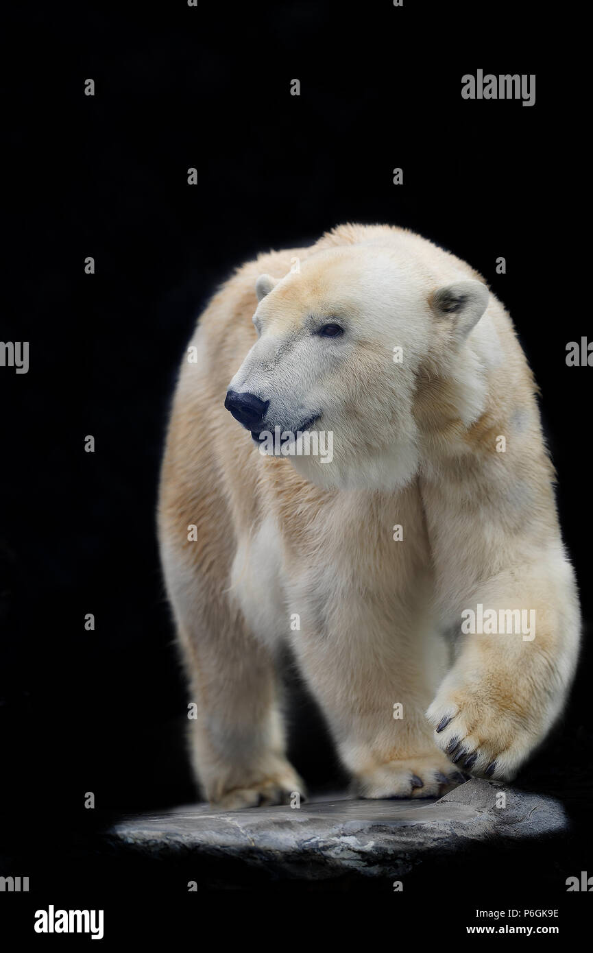 Orso polare isolato su sfondo nero Foto Stock