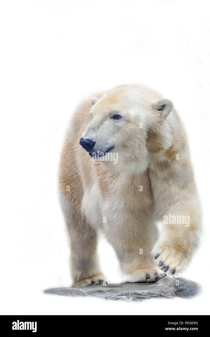 Orso polare isolato su sfondo bianco Foto Stock