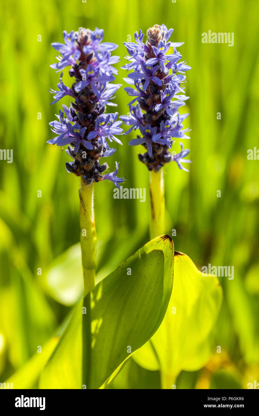 Erba Pickerel, Pontederia cordata Aquatic Plant Foto Stock
