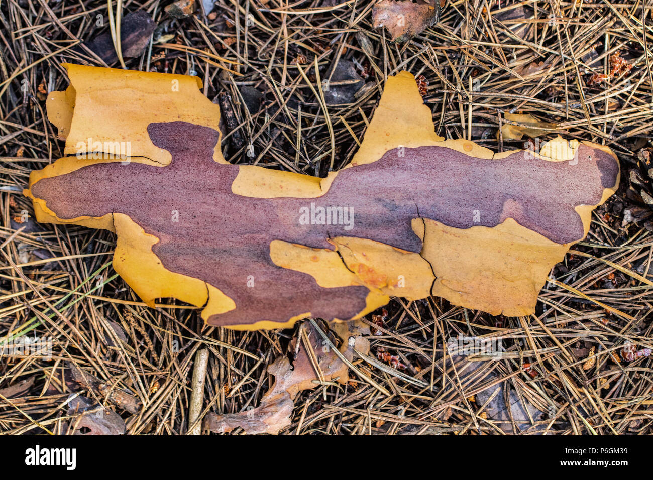 Corteccia di pino sul suolo con aghi a secco. Foto Stock