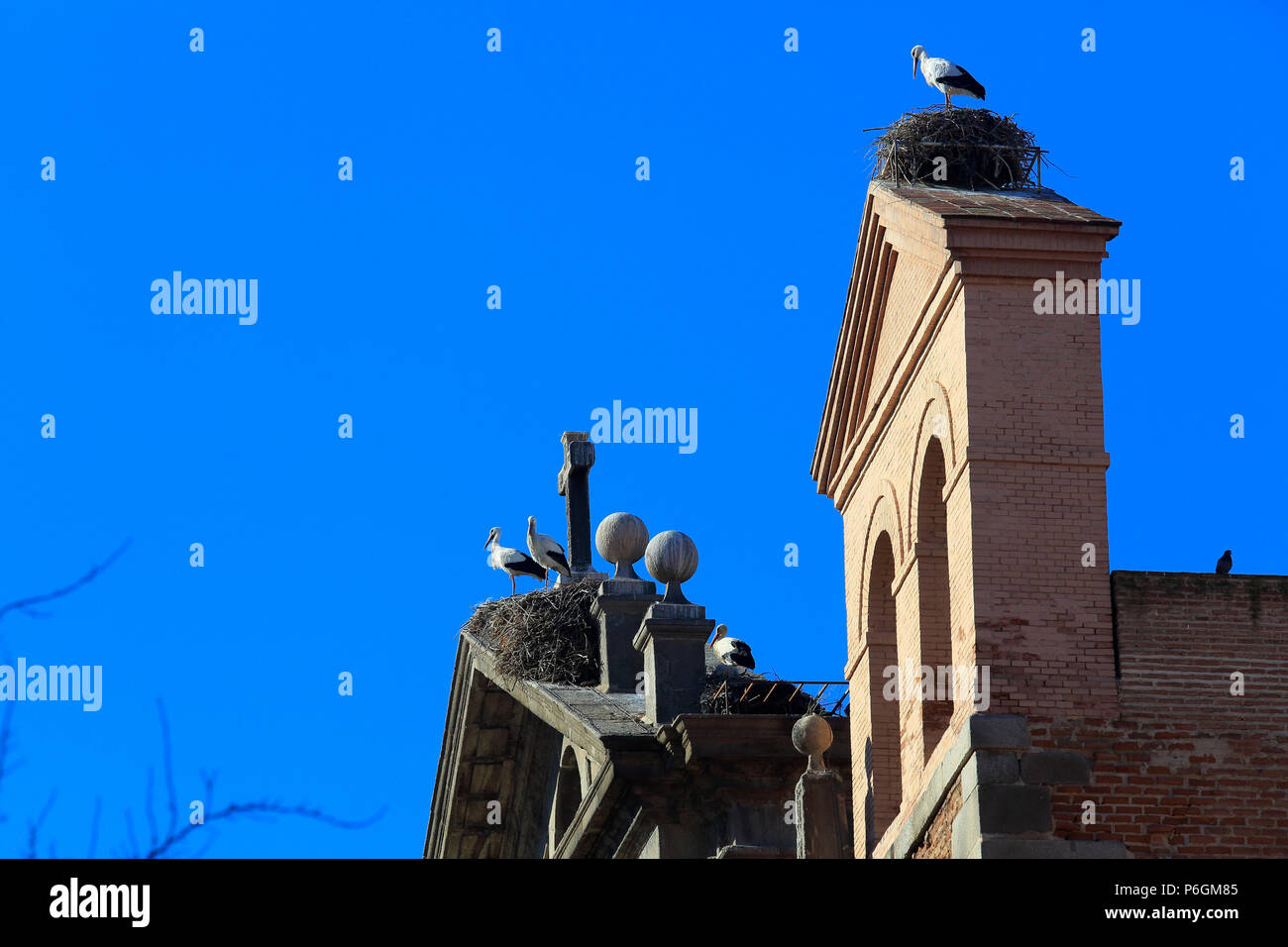 Cicogne bianche nel suo nido sul tetto della Parroquia Santa Maria la Mayor attico nel centro di Alcala de Henares, una storica e affascinante città vicino a Foto Stock