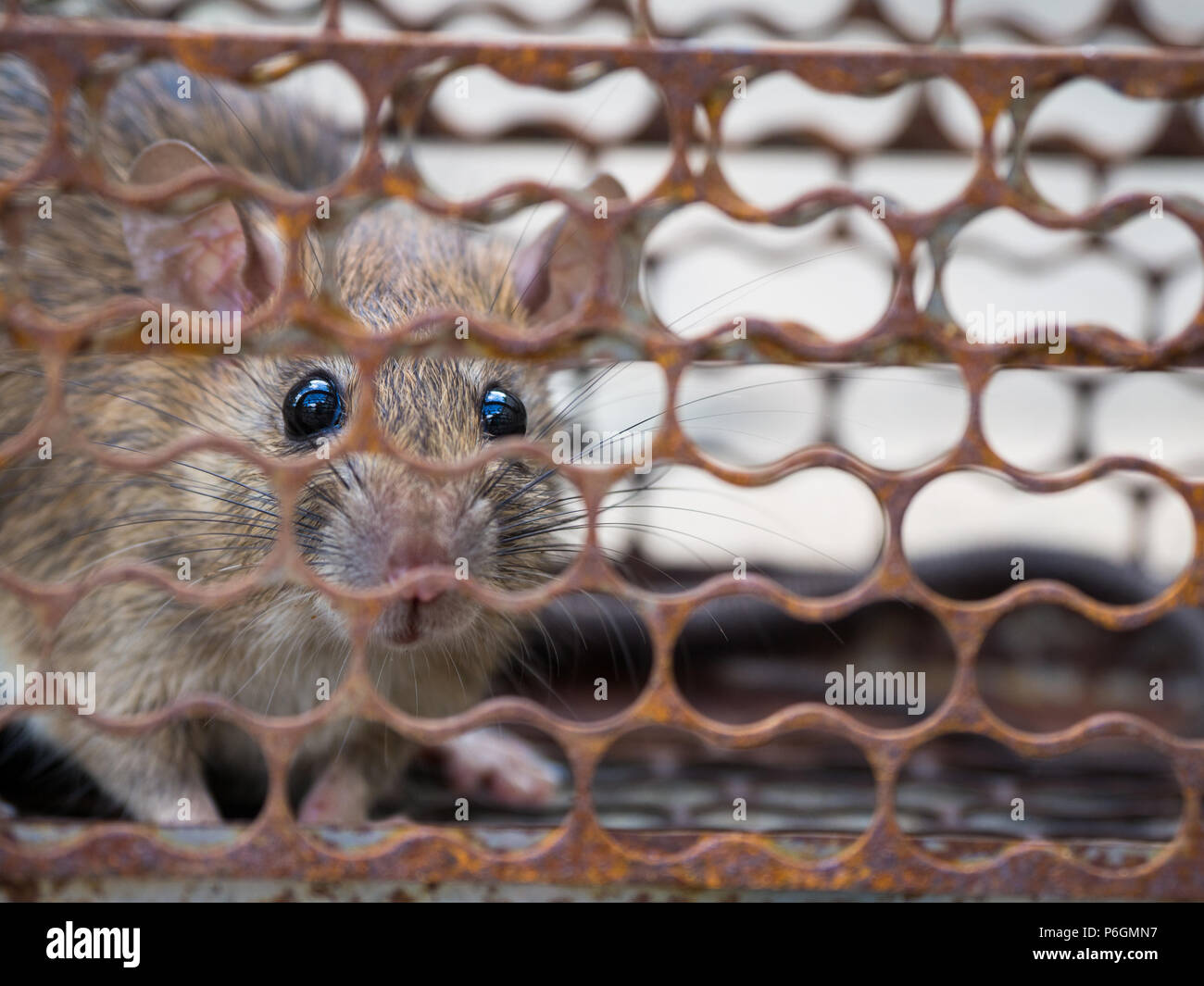 Il ratto è stato in una gabbia di recupero. Ratto ha il contagio di malattie per gli esseri umani come la leptospirosi, la peste. Case e abitazioni non dovrebbe avere i topi. Il Pet c Foto Stock