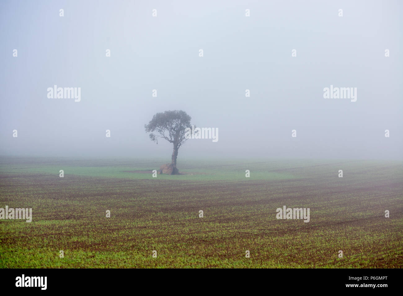 Albero in un campo di nebbia, Sud Australia Foto Stock