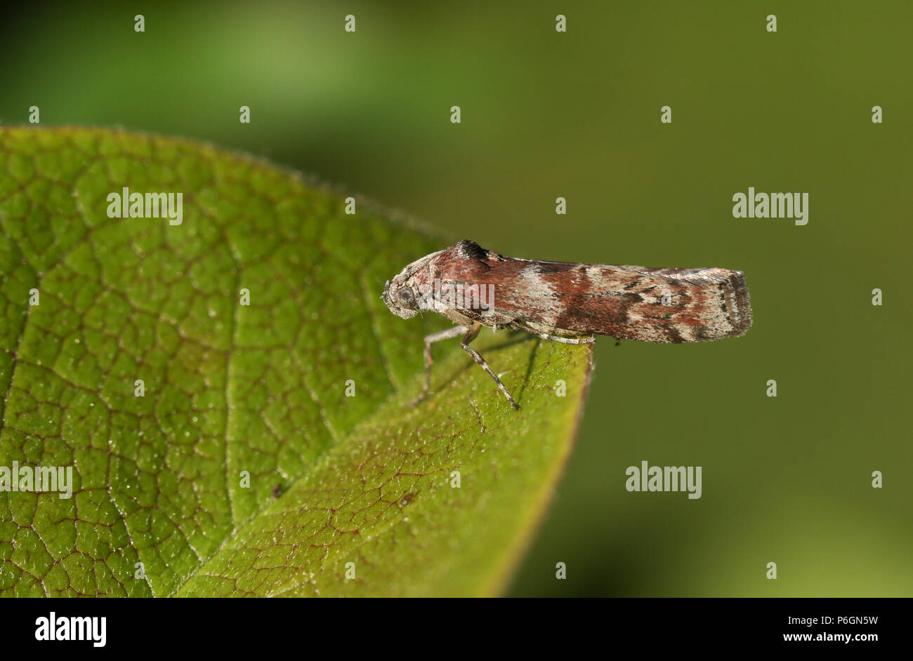 Un piccolo Phycita roborella Moth appollaiate su una foglia. Foto Stock
