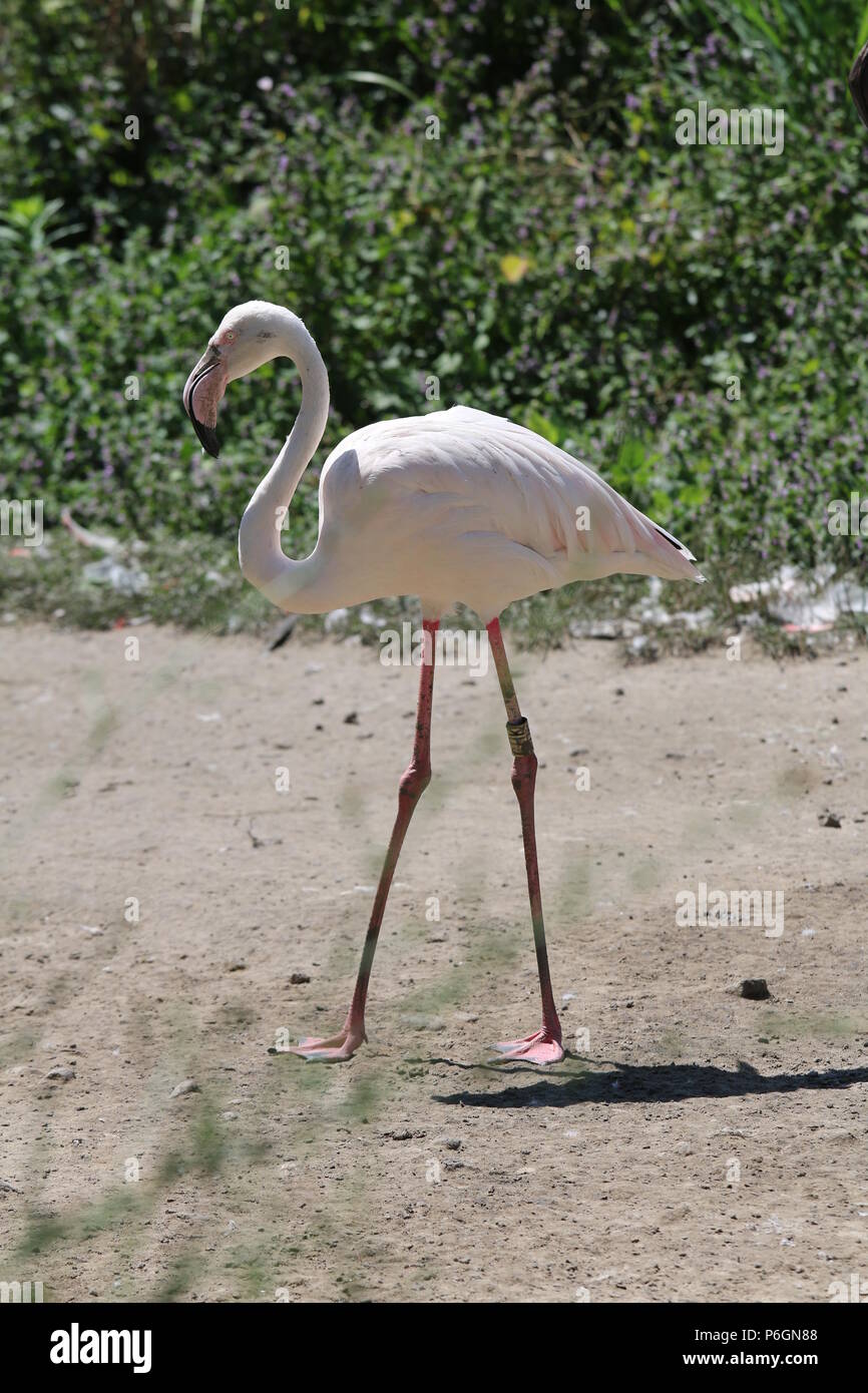 Fenicottero maggiore - Phoenicopterus roseus Foto Stock