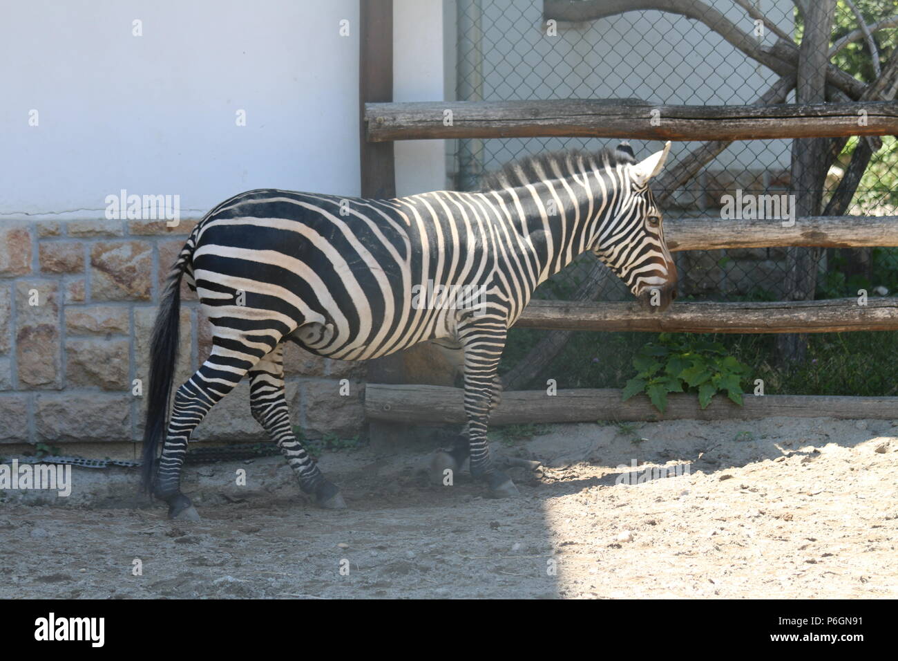 Zebra Foto Stock