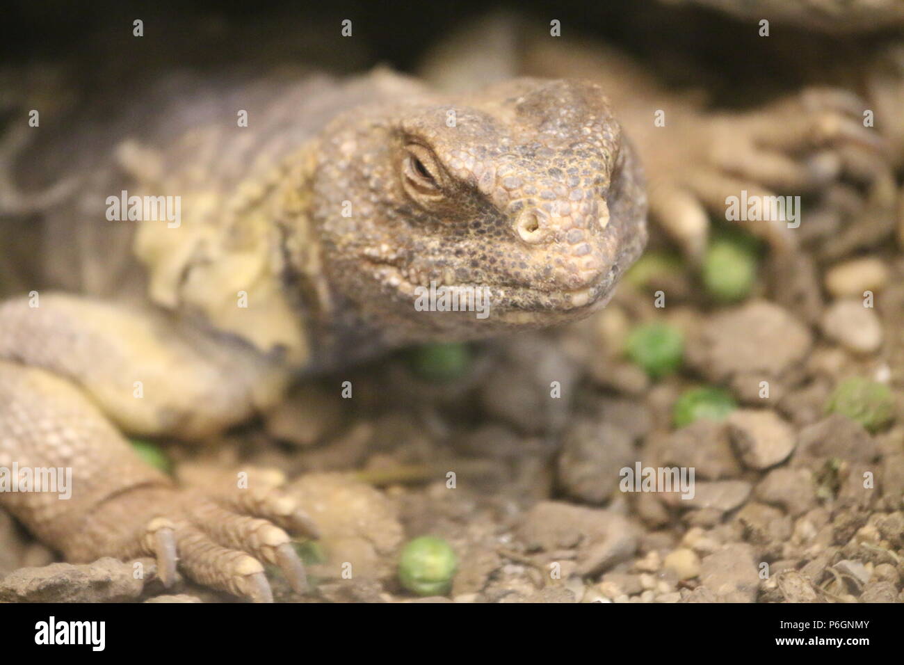 Uromastyx aegyptia lizard zoo Foto Stock